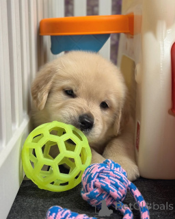 Zdjęcie №2 do zapowiedźy № 174483 na sprzedaż  golden retriever - wkupić się Finlandia prywatne ogłoszenie