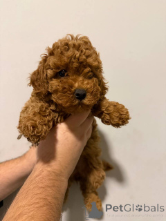 Zdjęcie №4. Sprzedam szpic miniaturowy w Sivats.  - cena - negocjowane