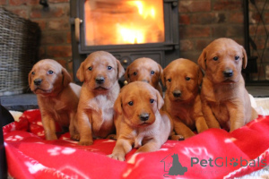 Zdjęcie №1. labrador retriever - na sprzedaż w Alingsq | 3827zł | Zapowiedź №160638