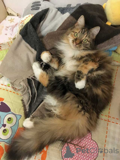 Zdjęcie №1.  - na sprzedaż w Moskova | Bezpłatny | Zapowiedź № 161237