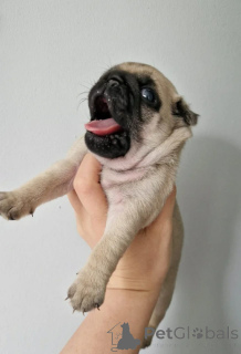 Zdjęcie №1. mops - na sprzedaż w Asheville | Bezpłatny | Zapowiedź №175305