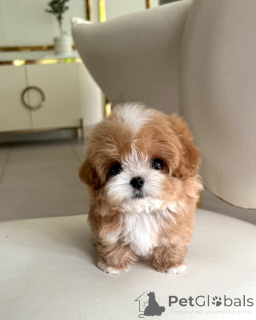 Zdjęcie №3. Kochające szczenięta Maltipoo szukają domów na stałe. Polska