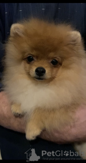 Zdjęcie №2 do zapowiedźy № 96194 na sprzedaż  szpic niemiecki - wkupić się Federacja Rosyjska od żłobka, hodowca