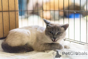 Zdjęcie №2 do zapowiedźy № 159059 na sprzedaż   - wkupić się Federacja Rosyjska ze schronu