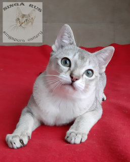 Zdjęcie №1. kot singapurski - na sprzedaż w Iwanowo | 3666zł | Zapowiedź № 5191