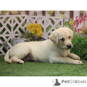 Zdjęcie №4. Sprzedam labrador retriever w Berlin. prywatne ogłoszenie - cena - 2870zł