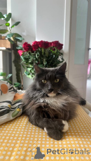 Zdjęcie №2 do zapowiedźy № 135233 na sprzedaż   - wkupić się Federacja Rosyjska 