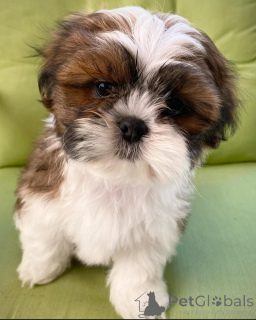 Zdjęcie №1. shih tzu - na sprzedaż w Helsinki | 2631zł | Zapowiedź №159467