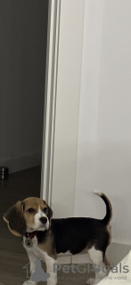 Zdjęcie №1. beagle (rasa psa) - na sprzedaż w Аликанте | 4604zł | Zapowiedź №76626