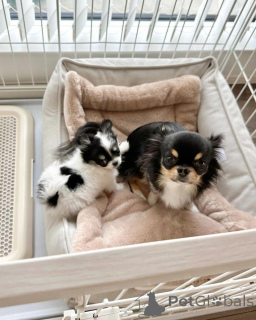 Zdjęcie №1. chihuahua (rasa psów) - na sprzedaż w Бернау | Bezpłatny | Zapowiedź №139185