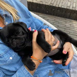 Zdjęcie №1. mops - na sprzedaż w Adutiškis | negocjowane | Zapowiedź №159851