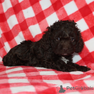 Zdjęcie №2 do zapowiedźy № 163935 na sprzedaż   - wkupić się Wielka Brytania prywatne ogłoszenie