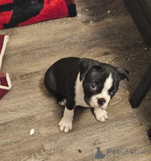 Zdjęcie №3. Boston-Terrier-Welpen nur noch 2 verfügbar schreiben Sie mir przez WhatsApp 44. Niemcy