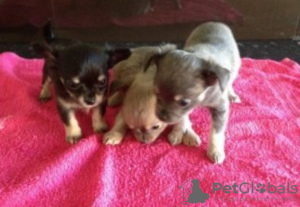 Zdjęcie №1. chihuahua (rasa psów) - na sprzedaż w Förby | Bezpłatny | Zapowiedź №129136