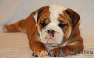 Zdjęcie №3. schöne englische Bulldogge Welpen zur Adopcja. Niemcy