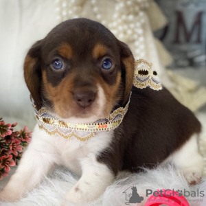 Zdjęcie №2 do zapowiedźy № 45710 na sprzedaż  beagle (rasa psa) - wkupić się Brazylia prywatne ogłoszenie