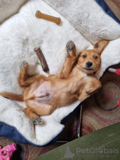 Zdjęcie №2 do zapowiedźy № 100324 na sprzedaż  golden retriever - wkupić się USA prywatne ogłoszenie