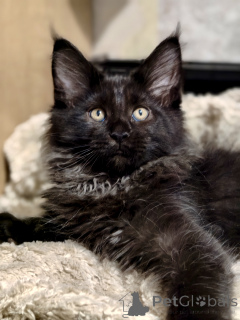 Zdjęcie №2 do zapowiedźy № 176887 na sprzedaż  maine coon - wkupić się Federacja Rosyjska od żłobka, hodowca
