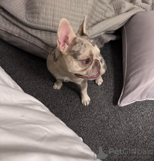 Zdjęcie №3. Francuskie buldogi. USA