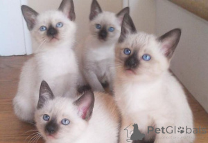 Zdjęcie №1. kot syjamski - na sprzedaż w Donzdorf | 2153zł | Zapowiedź № 166291