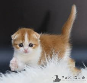 Zdjęcie №2 do zapowiedźy № 164253 na sprzedaż  scottish fold - wkupić się Belgia prywatne ogłoszenie, hodowca