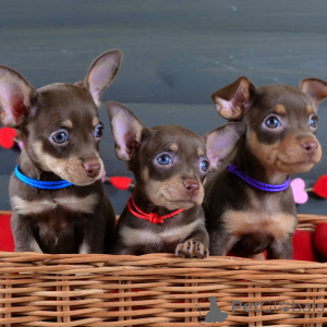 Zdjęcie №1. pražský krysařík - na sprzedaż w Überlingen | negocjowane | Zapowiedź №154702