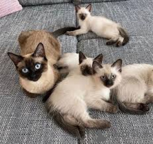 Zdjęcie №1. kot syjamski - na sprzedaż w Helsinki | 2392zł | Zapowiedź № 166333