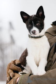 Zdjęcie №1. pies nierasowy - na sprzedaż w Москва | Bezpłatny | Zapowiedź №42113