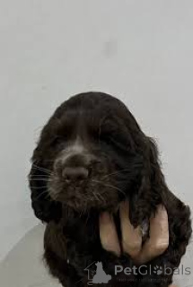 Zdjęcie №3. Engelse Cocker Spaniel-te koop. Belgia