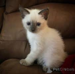 Zdjęcie №3. Chatons siamois prêts à rejoindre leur nouvelle famille.. Francja