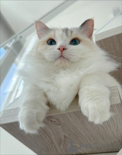 Zdjęcie №3. Poznaj Leo, śmiałego odkrywcę, ciekawego, czarującego i pełnego miłości!. Szwecja