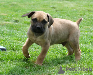 Dodatkowe zdjęcia: Boerboel (mastif południowoafrykański) szczenięta