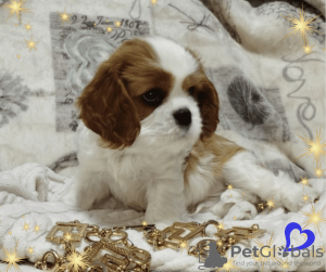 Zdjęcie №4. Sprzedam cavalier king charles spaniel w Mińsk. hodowca - cena - negocjowane