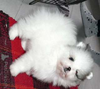 Zdjęcie №1. szpic miniaturowy - na sprzedaż w Affalterbach | negocjowane | Zapowiedź №145968