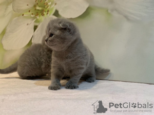 Zdjęcie №3. Sprzedam 2 zdrowe kocięta rasy Scottish Fold w Twojej okolicy. Niemcy