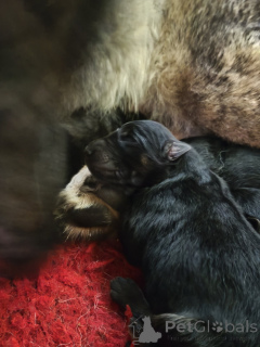 Zdjęcie №2 do zapowiedźy № 163412 na sprzedaż  pies nierasowy - wkupić się Estonia prywatne ogłoszenie