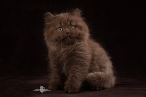 Zdjęcie №2 do zapowiedźy № 2041 na sprzedaż  kot brytyjski długowłosy - wkupić się Federacja Rosyjska od żłobka