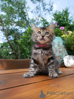 Zdjęcie №1. kot bengalski - na sprzedaż w Berlin | negocjowane | Zapowiedź № 158797