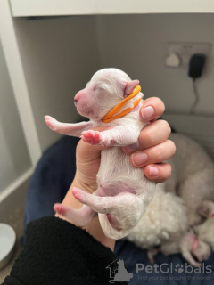 Zdjęcie №4. Sprzedam bichon frise w Гёппинген.  - cena - 2631zł