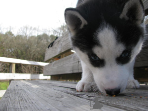 Zdjęcie №1.  - na sprzedaż w Berlin | Bezpłatny | Zapowiedź №139933