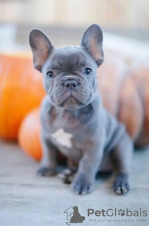 Zdjęcie №3. Szczenięta buldoga francuskiego. Włochy