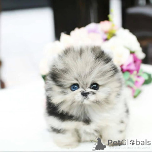 Zdjęcie №2 do zapowiedźy № 161534 na sprzedaż   - wkupić się Hiszpania 