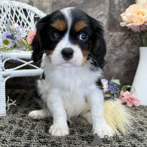 Zdjęcie №1. cavalier king charles spaniel - na sprzedaż w Affalterbach | 1674zł | Zapowiedź №151381