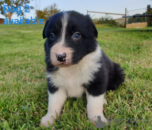 Zdjęcie №3. Urocze szczenięta Border Collie do bezpłatnej adopcji. Niemcy