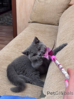 Zdjęcie №3. Kotka brytyjska krótkowłosa. Niemcy