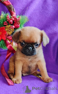 Zdjęcie №3. Chłopiec Petit Brabançon. Federacja Rosyjska