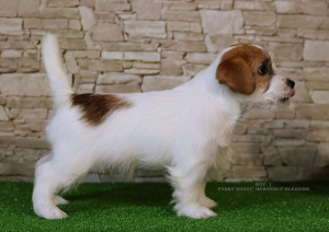 Dodatkowe zdjęcia: Luksusowe szczeniaki Jack Russell Terrier
