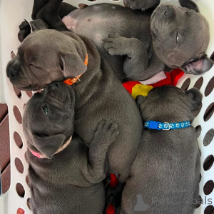 Zdjęcie №2 do zapowiedźy № 163891 na sprzedaż  staffordshire bull terrier - wkupić się Francja prywatne ogłoszenie, hodowca