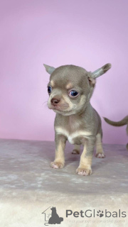 Zdjęcie №1. chihuahua (rasa psów) - na sprzedaż w Wilno | 3588zł | Zapowiedź №175424