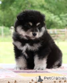 Zdjęcie №3. Finnische Lapphundwelpen zu verkaufen. Holandia